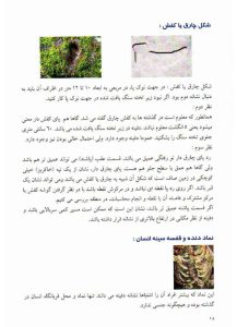 دانلود کتاب چشم طلایی pdf با نسخه جامع و کامل