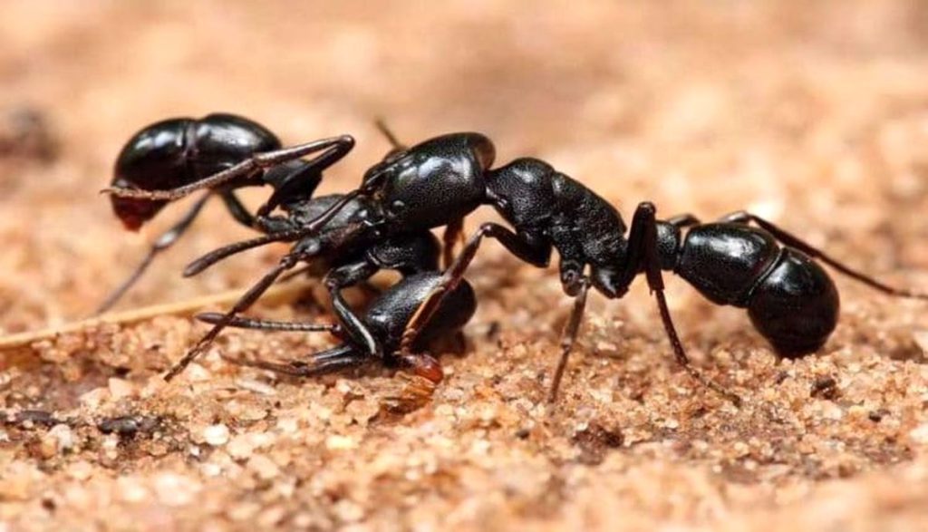 جادو با مورچه چیست؟استفاده از مورچه در دعا نویسی