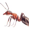 جادو با مورچه چیست؟استفاده از مورچه در دعا نویسی